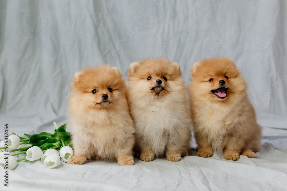 three small red fluffy pomeranians sits on a gray background with white tulips