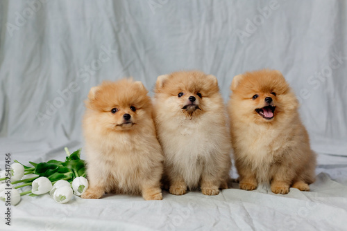 three small red fluffy pomeranians sits on a gray background with white tulips