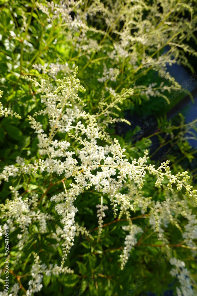 Goat's beard is a native, colony-forming perennial for the back of the border shade garden. Goat's beard is a native, colony-forming perennial for the back of the border shade garden.