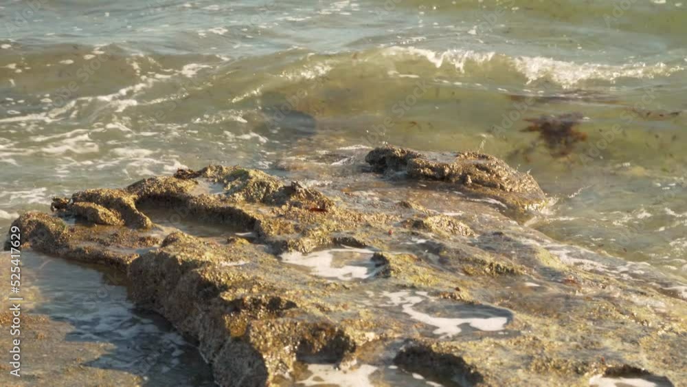 Small irregular stones visible at sand beach washed by sea water on a sunny day, closeup detail, tiny crabs visible walking on surface Small irregular stones visible at sand beach washed by sea water on a sunny day, closeup detail, tiny crabs visible walking on surface