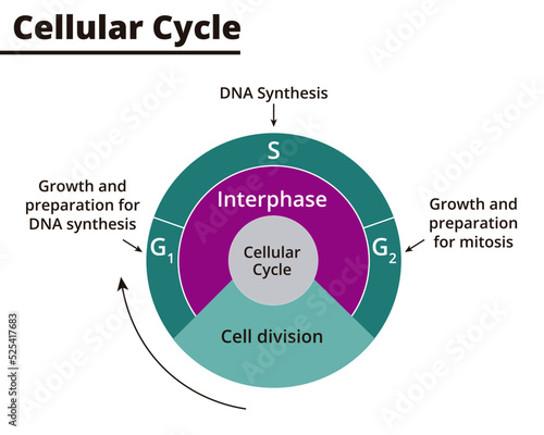 Cellular cycle diagram. Cell cycle phases. Life cycle of a cell. DNA Synthesis, cell division, interphase. Vector illustration. Didactic illustration.
