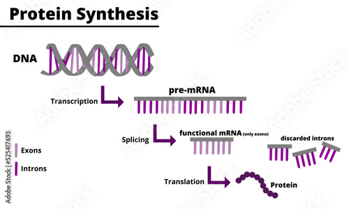 Protein synthesis process. Production of proteins from DNA. Processes of transcription, splicing and traduction. Vector illustration. Didactic illustration.
