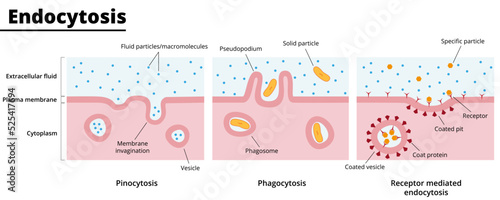 Types of endocytosis. Process of engulfing particles by eukaryotic cells. Phagocytosis, pinocytosis, and receptor-mediated endocytosis. Vector illustration. Didactic illustration.
