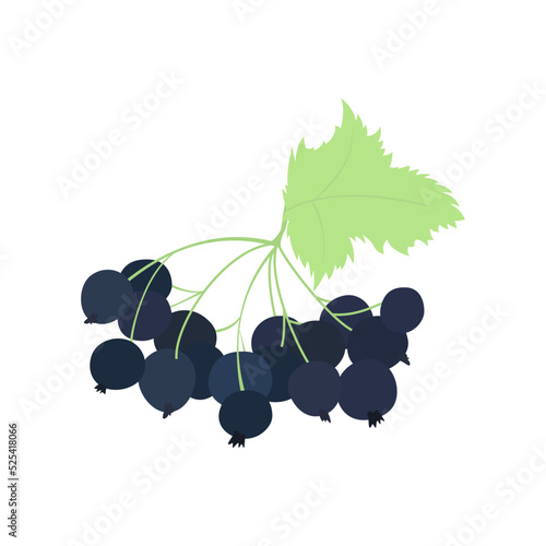 Illustration of a branch of currant, forest blue berries. Vector drawing of fruit for design