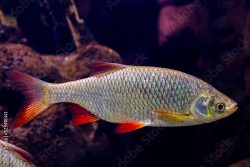 Common rudd freshwater fish in the dark water