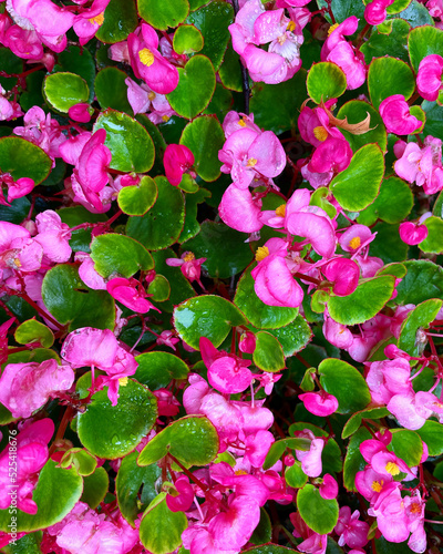 Close up of pink flowers