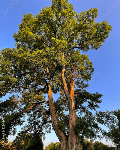 Tree bathed in sunlight