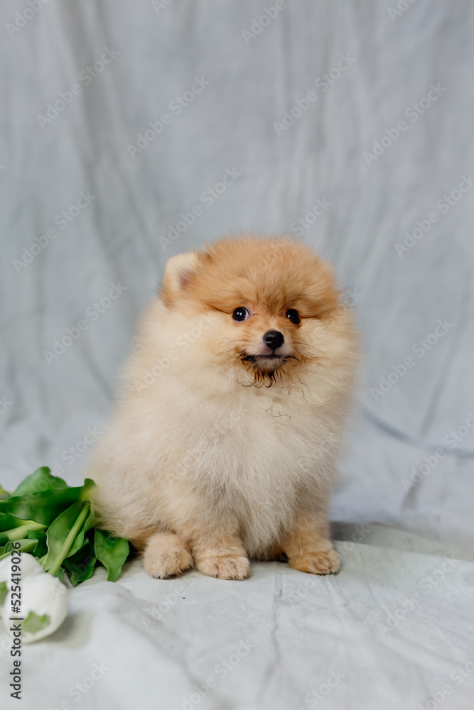 small red fluffy pomeranian sits on a gray background with white tulips small red fluffy pomeranian sits on a gray background with white tulips