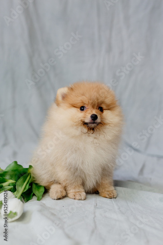 small red fluffy pomeranian sits on a gray background with white tulips