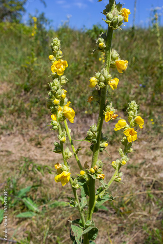 Verbascum speciosum yellow widflowers bees pollination. summer day