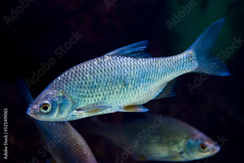 Common roach freshwater fish in dark water © belizar