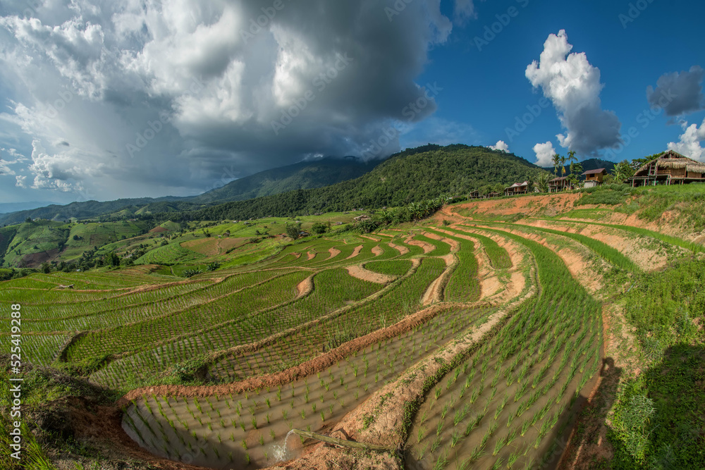 terraced rice fields on the mountain in Thailand