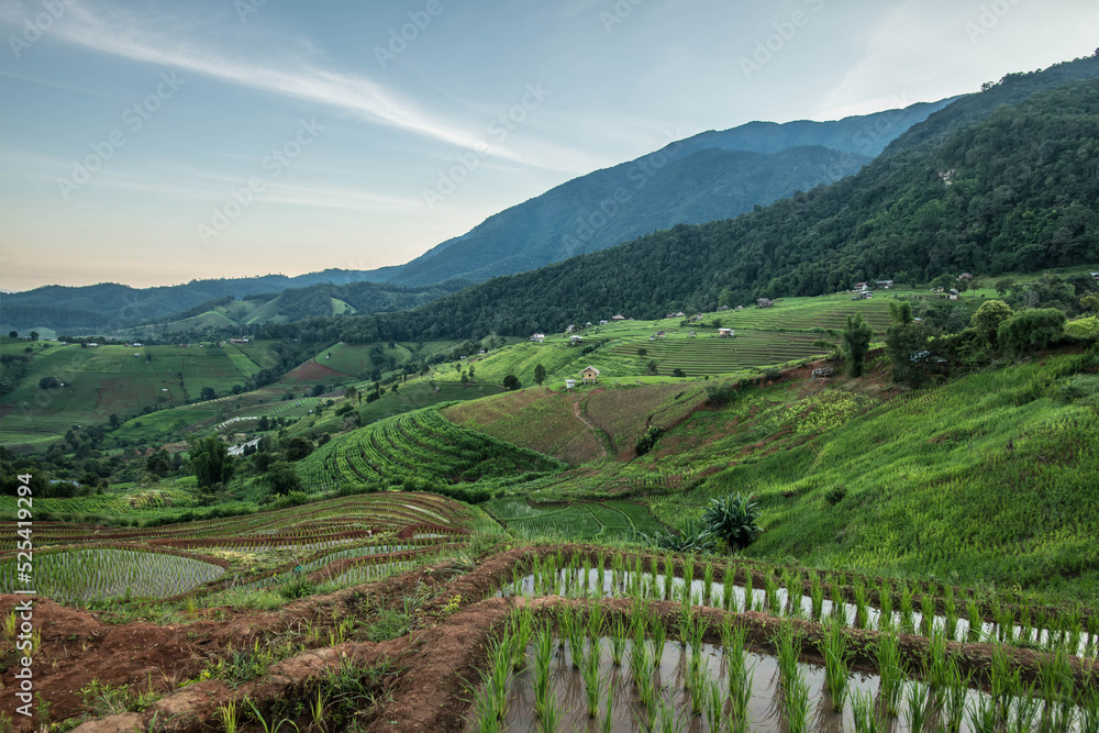 terraced rice fields on the mountain in Thailand