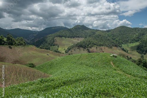 Corn fields on the mountains in Thailand