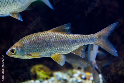Common roach freshwater fish in dark water