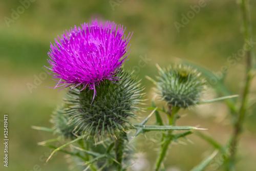 Blessed milk thistle flowers in field, close up. Silybum marianum herbal remedy, Saint Mary's Thistle, Marian Scotch thistle, Mary Thistle