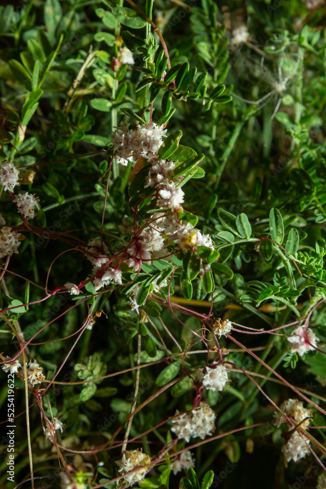 Flora of Gran Canaria - thread-like tangled stems of Cuscuta approximata aka dodder parasitic plant natural macro floral background