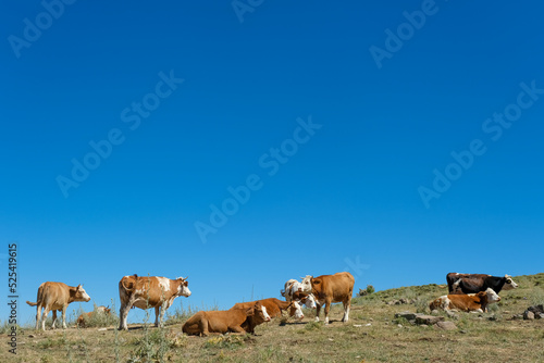 Wallpaper Mural cows on a meadow Torontodigital.ca
