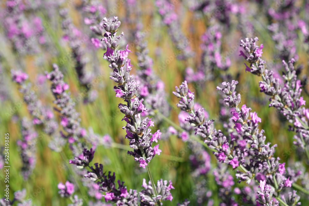 Lavender Field, close-up lavender flower in the flower garden. Turkey. Lavender Field, close-up lavender flower in the flower garden. Turkey.