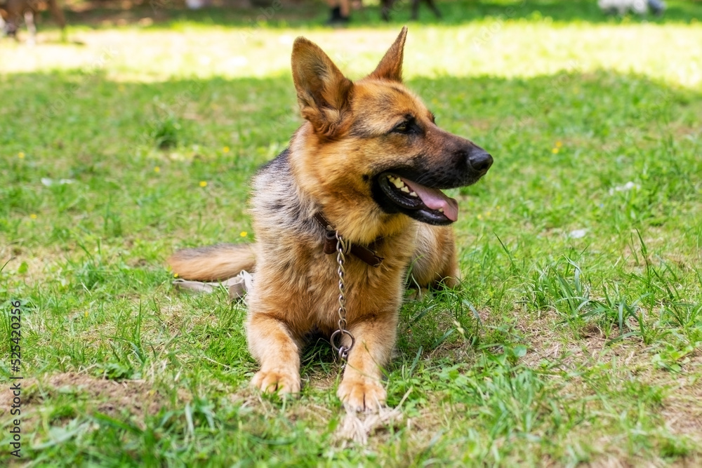 German Shepherd lies on the grass in the forest.