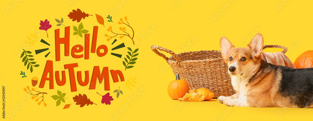 Cute dog, wicker basket and pumpkins on yellow background. Hello, autumn Cute dog, wicker basket and pumpkins on yellow background. Hello, autumn