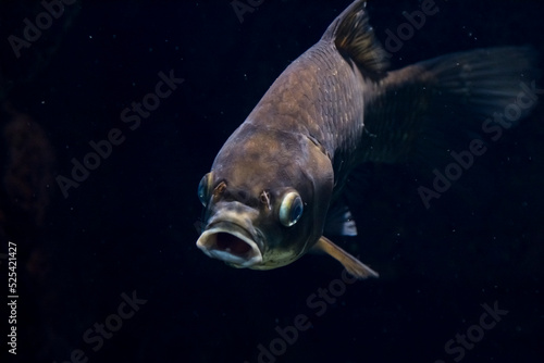 Photo of crucian carp in dark water