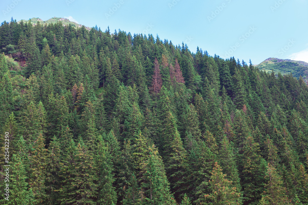Mountain with coniferous forest . Tall pine trees . Woodland with fir trees . Evergreen nature Mountain with coniferous forest . Tall pine trees . Woodland with fir trees . Evergreen nature