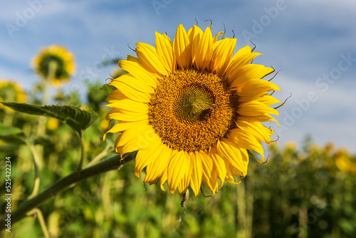 Blooming sunflowers in a field in sunny summer day.