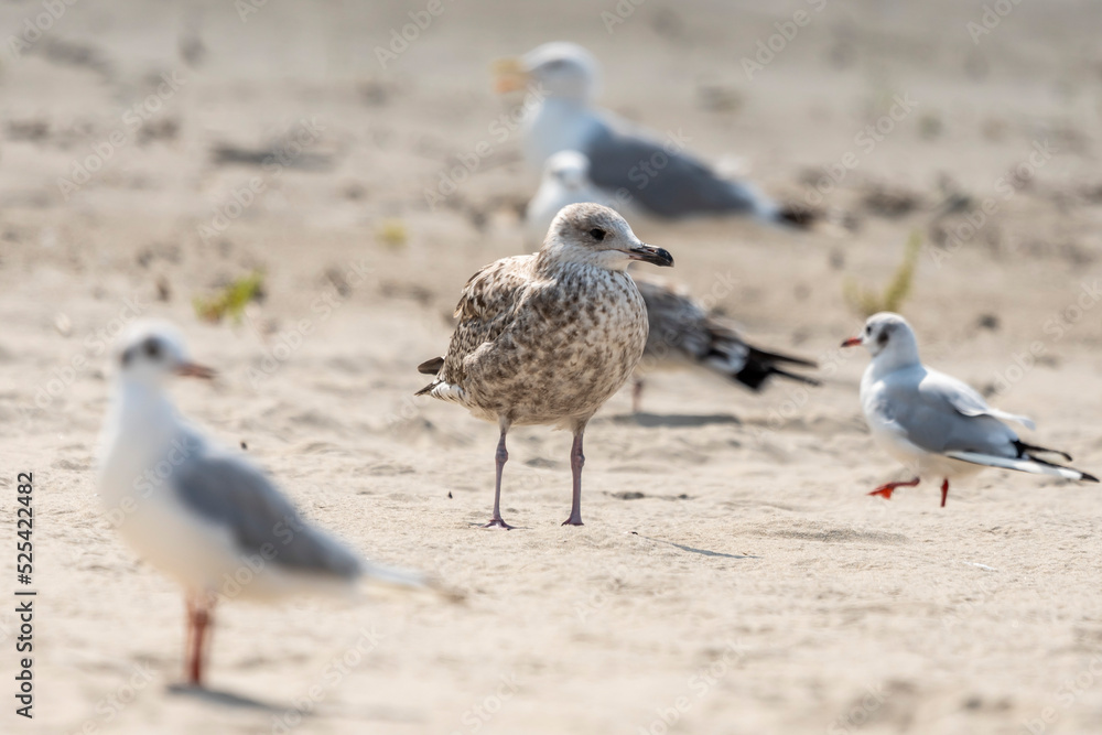 mewa brązowa na piasku na plaży