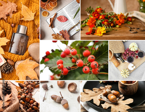 Cozy autumn collage with fl...