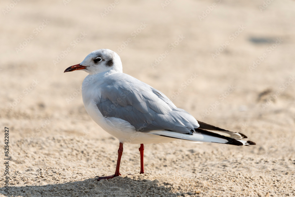 mewa z czerwonymi nogami na piasku stoi nad morzem