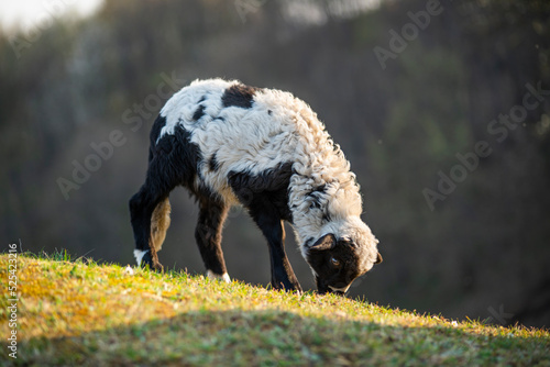 Wallpaper Mural wild black and white goat in the wild Torontodigital.ca