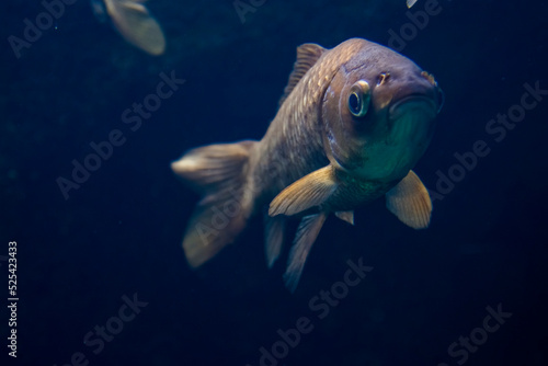 Underwater photo of Prussian carp, the freshwater fish photo