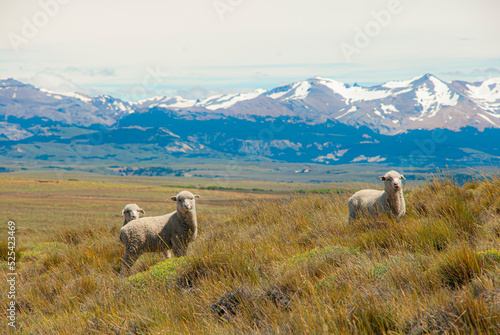 sheep in the mountains in Patagonia