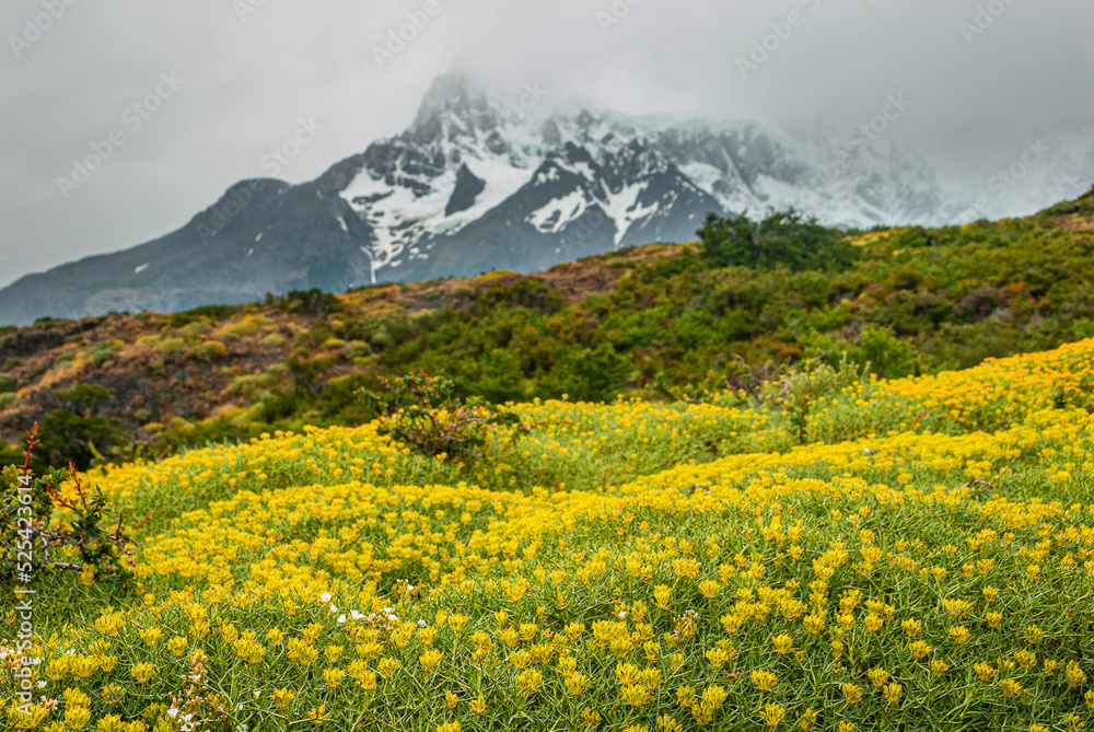 field of flowers in Torres del Paine, Patagônia