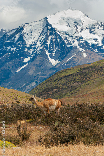 Patagonian Alpaca in the mountains os Torres del paine