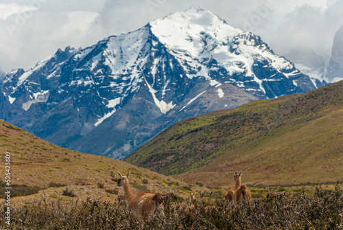 alpine alpaca in the mountains os Patagonia