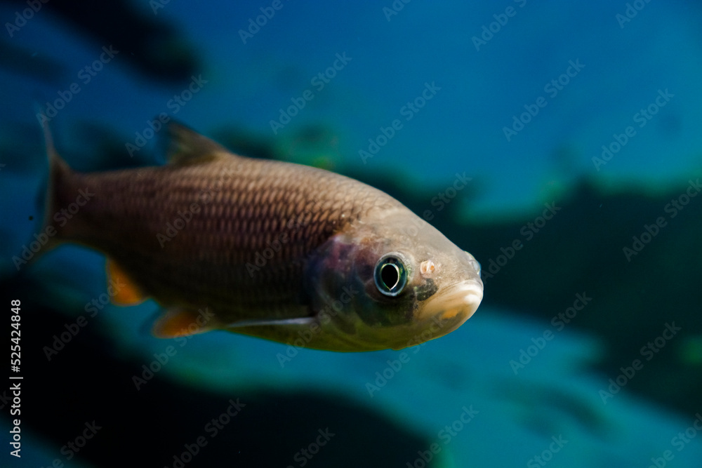 Naklejka premium Underwater photo of an European chub fish