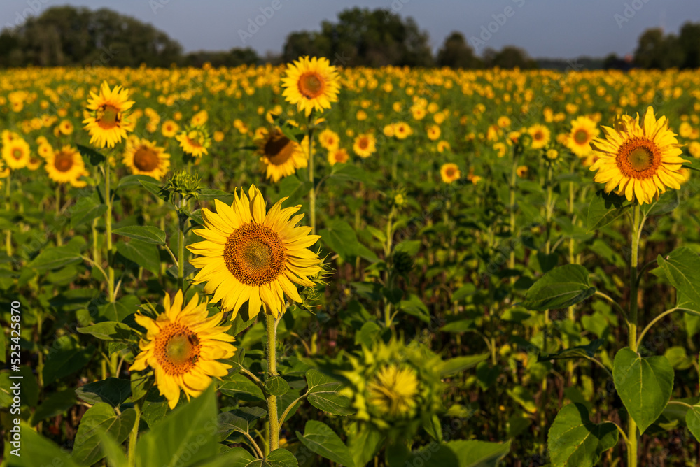 Fototapeta premium Blooming sunflowers in a field in sunny summer day.