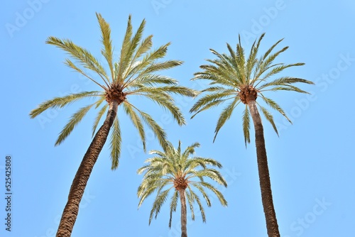 Tres palmeras vistas desde abajo con el fondo azul del cielo