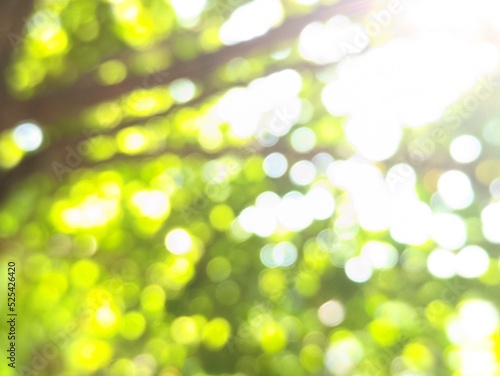 the beauty of the photo of the bokeh blur circles produced by the light between the green paddy leaves and branches