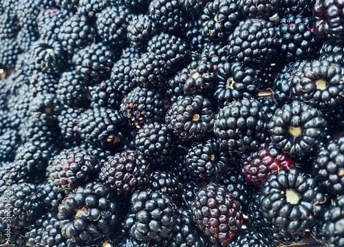 A lot of blackberry