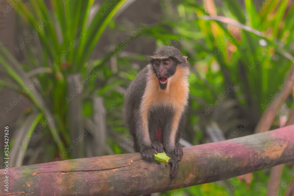 Fototapeta premium Little Monkey Hold a Leaf On The Tree - Wide Shoot