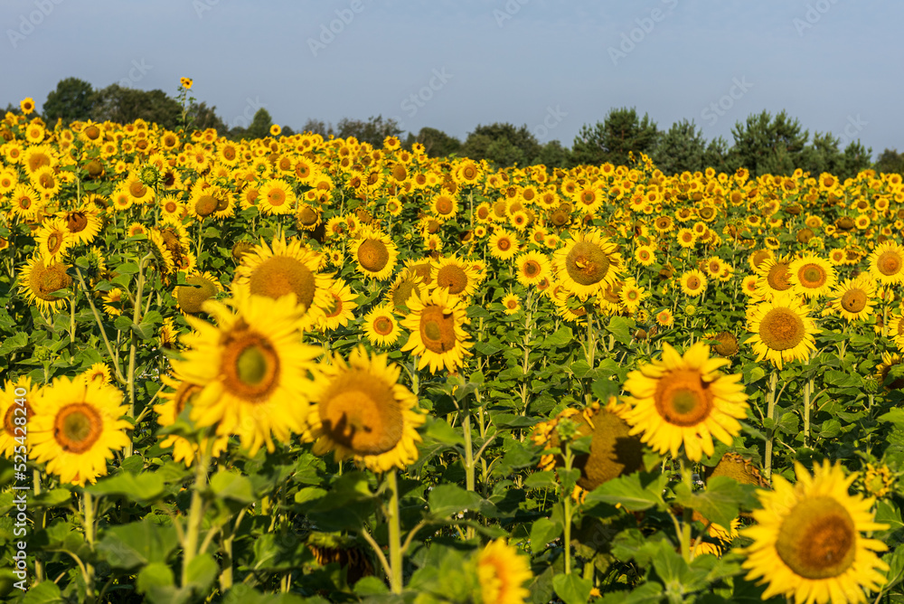 Obraz premium Blooming sunflowers in a field in sunny summer day.