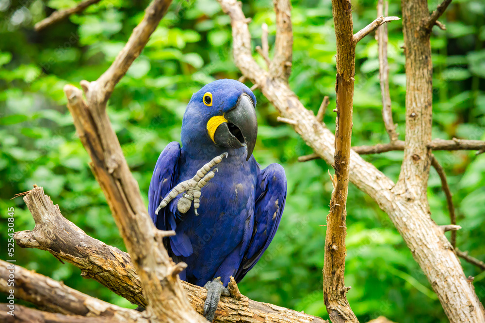 Fototapeta premium Hyacinth Macaw sitting on one foot at a zoo aviary in Nashville Tennessee.