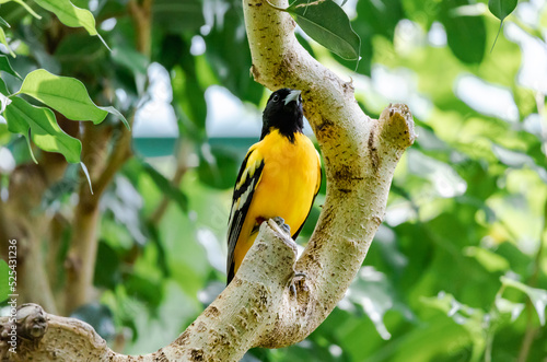 Fényképezés Baltimore Oriole at an aviary in Nashville Tennessee.