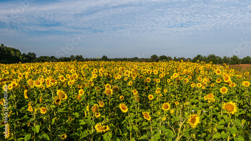 Blooming sunflowers in a field in sunny summer day. © Bargais