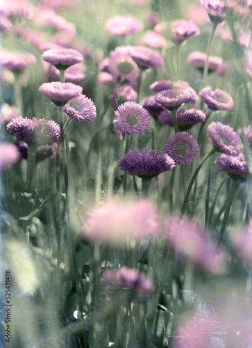Fototapeta Naklejka Na Ścianę i Meble -  Summer or spring flower background