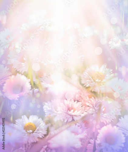 Summer or spring flower background