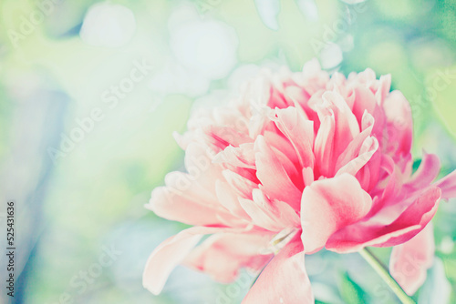 Summer or spring flower background © iravgustin